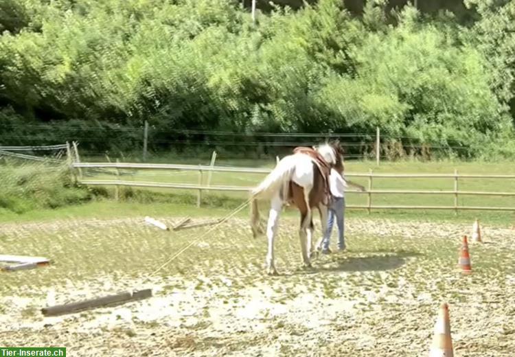 Bild 4: 3-jähriger Paint Horse Wallach, Angeritten!