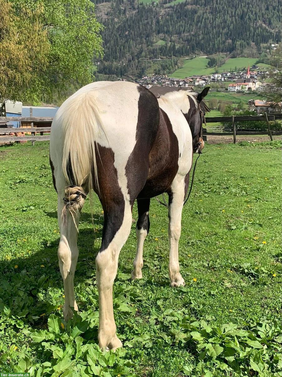 Bild 6: 3-jähriger Paint Horse Wallach, Angeritten!