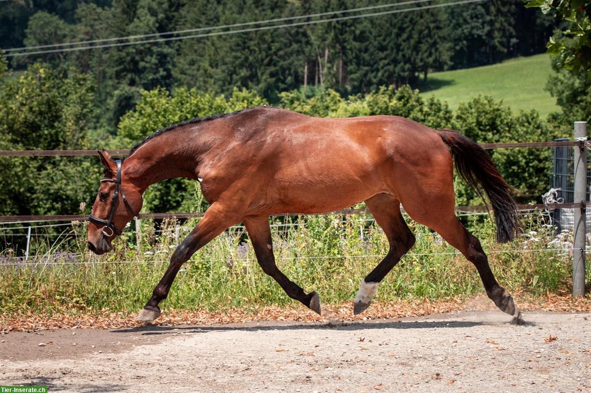 Bild 2: Bildhübscher 3-jähriger Wallach mit bester Abstammung