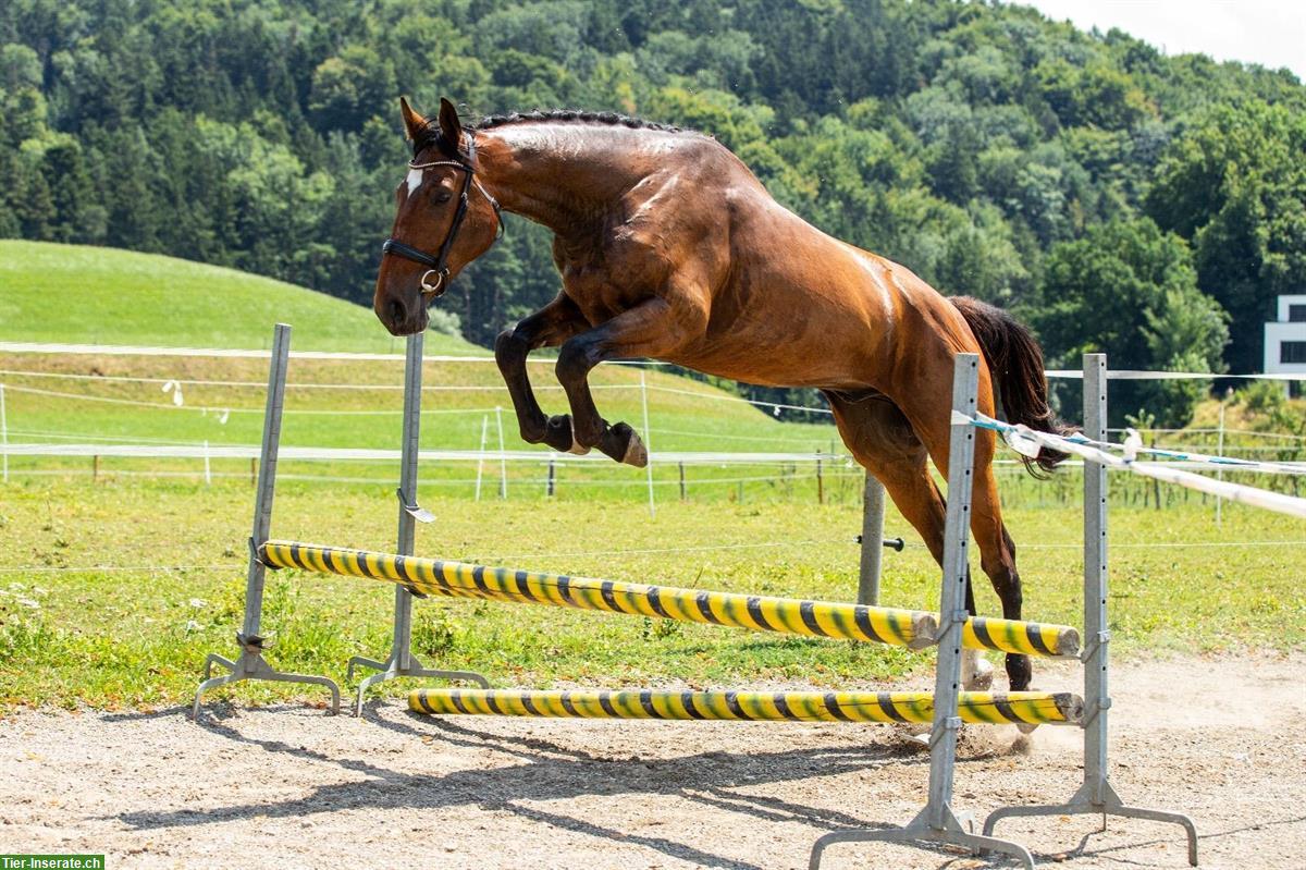 Bild 5: Bildhübscher 3-jähriger Wallach mit bester Abstammung