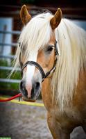17-jährige Haflinger Stute feinfühlig und herausfordernd