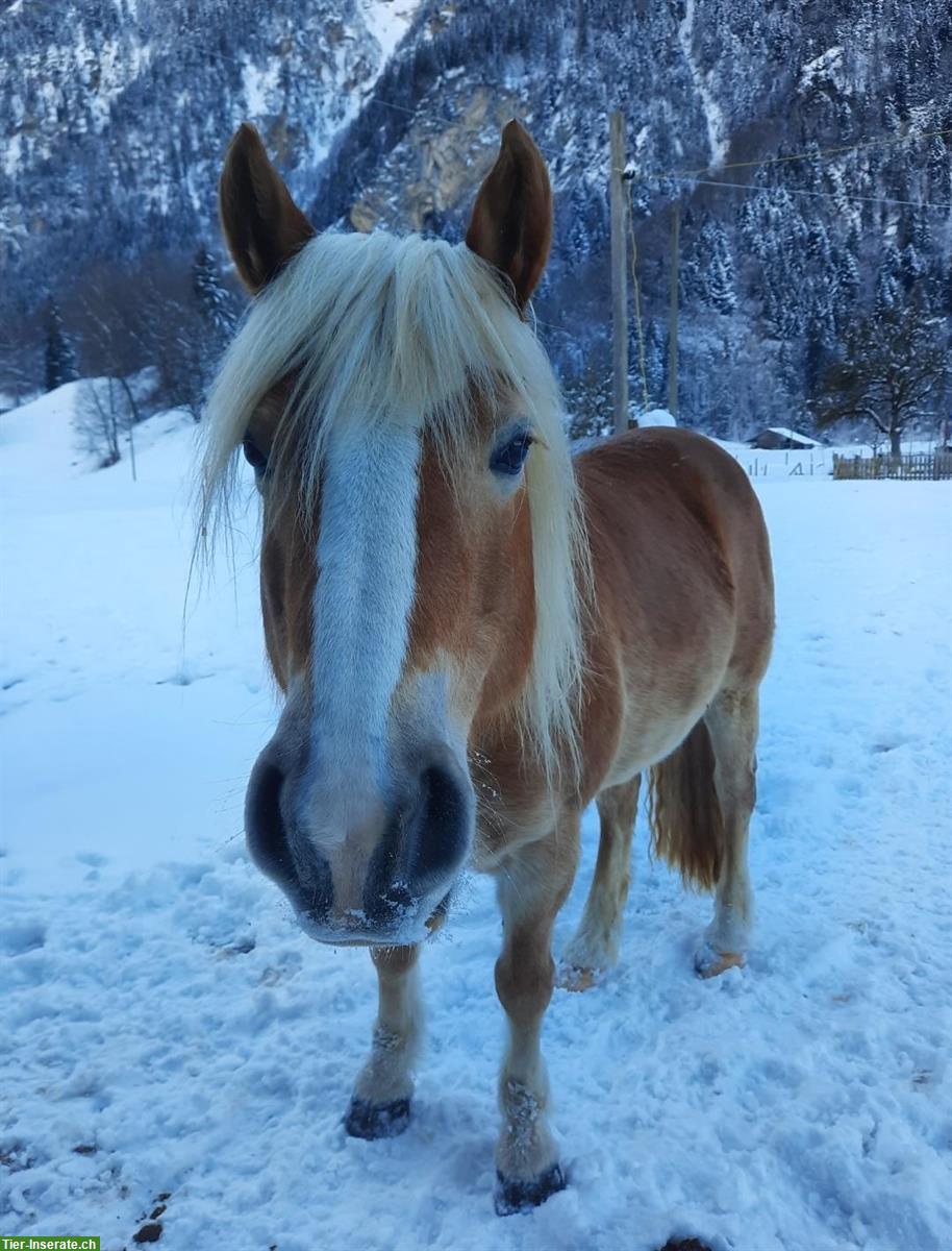 Bild 2: 17-jährige Haflinger Stute feinfühlig und herausfordernd
