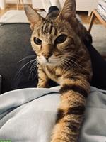 Charakter-Kater mit großem Herz sucht geduldiges Zuhause 💛