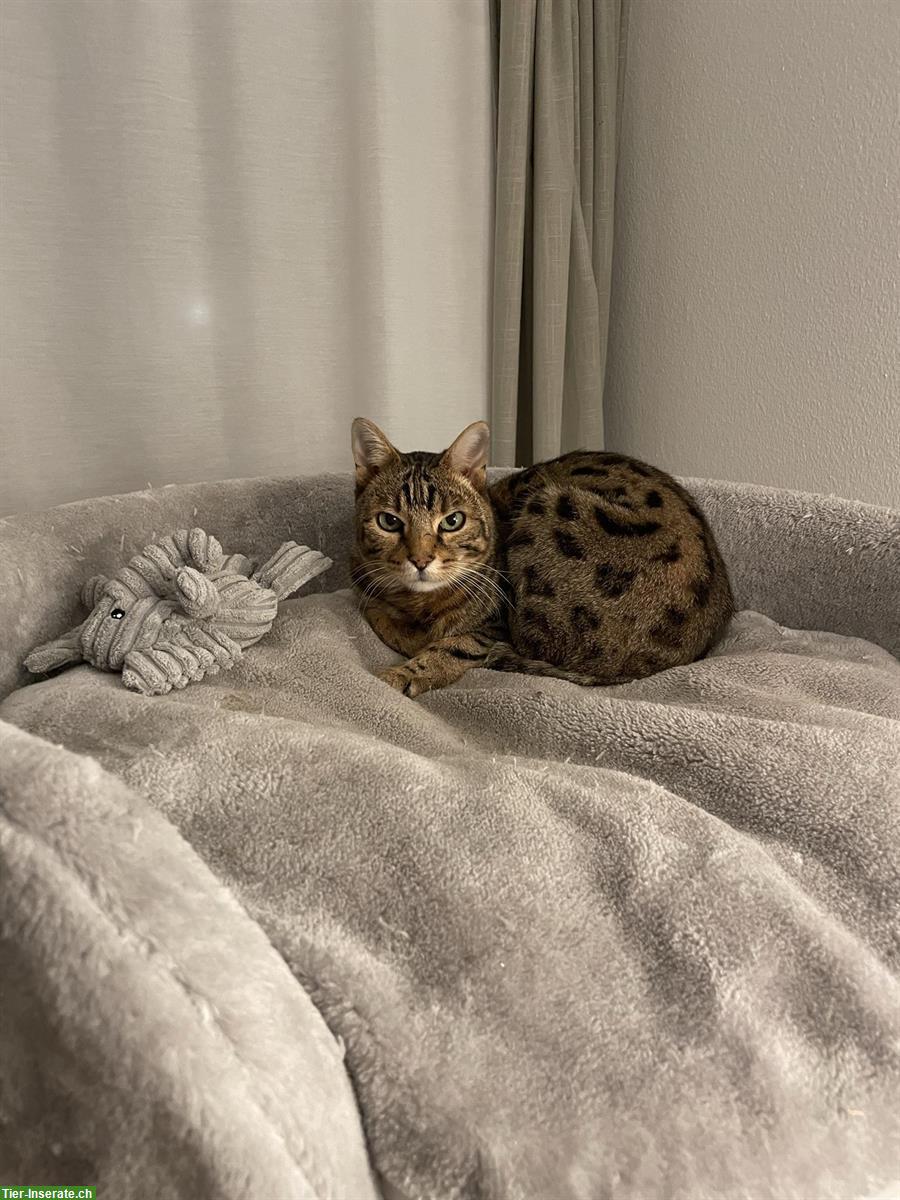 Bild 2: Charakter-Kater mit großem Herz sucht geduldiges Zuhause 💛