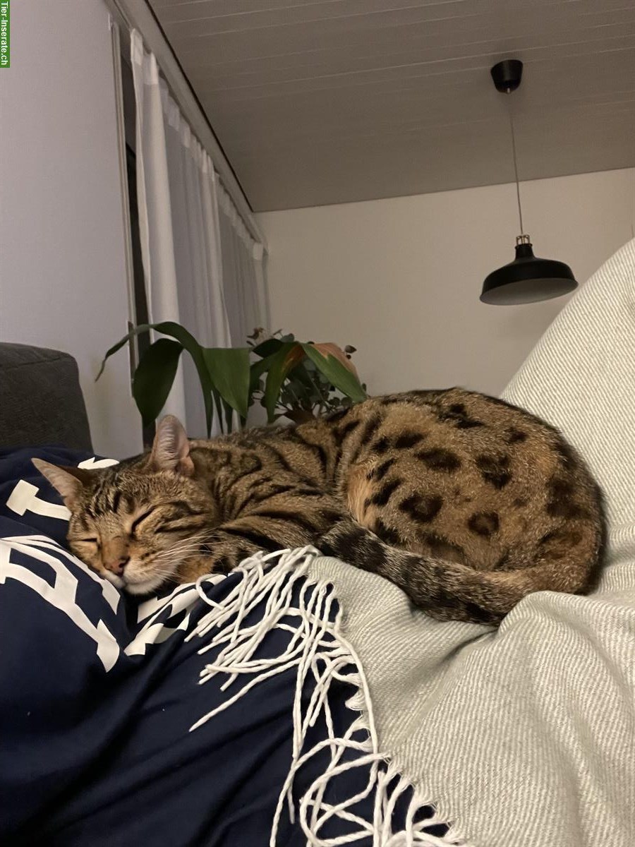 Bild 3: Charakter-Kater mit großem Herz sucht geduldiges Zuhause 💛