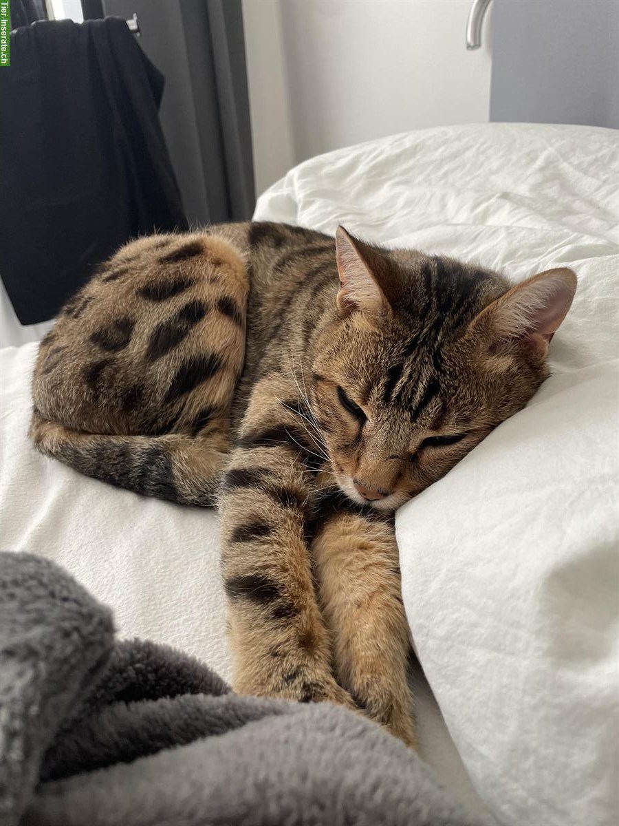 Bild 4: Charakter-Kater mit großem Herz sucht geduldiges Zuhause 💛