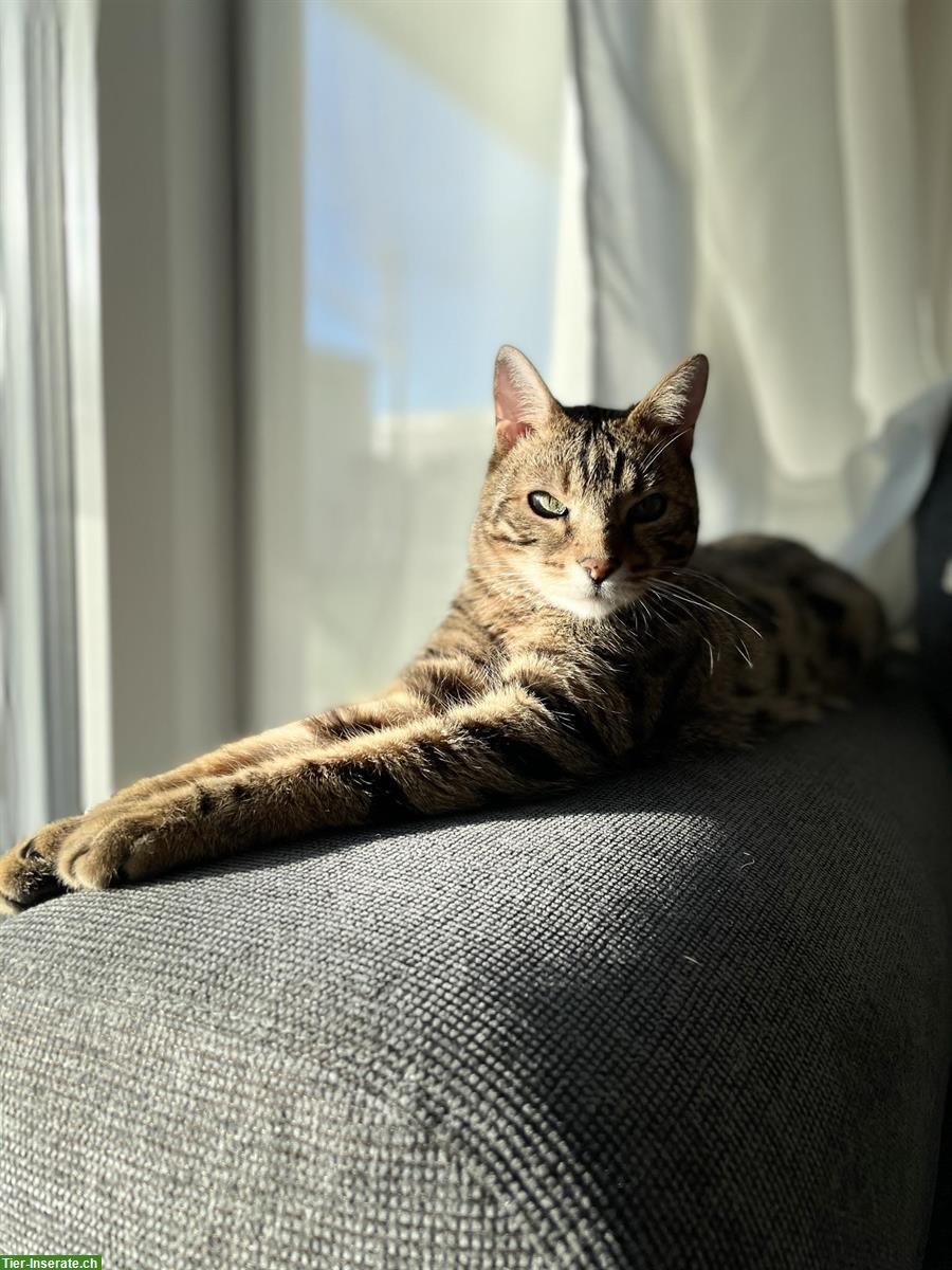 Bild 5: Charakter-Kater mit großem Herz sucht geduldiges Zuhause 💛