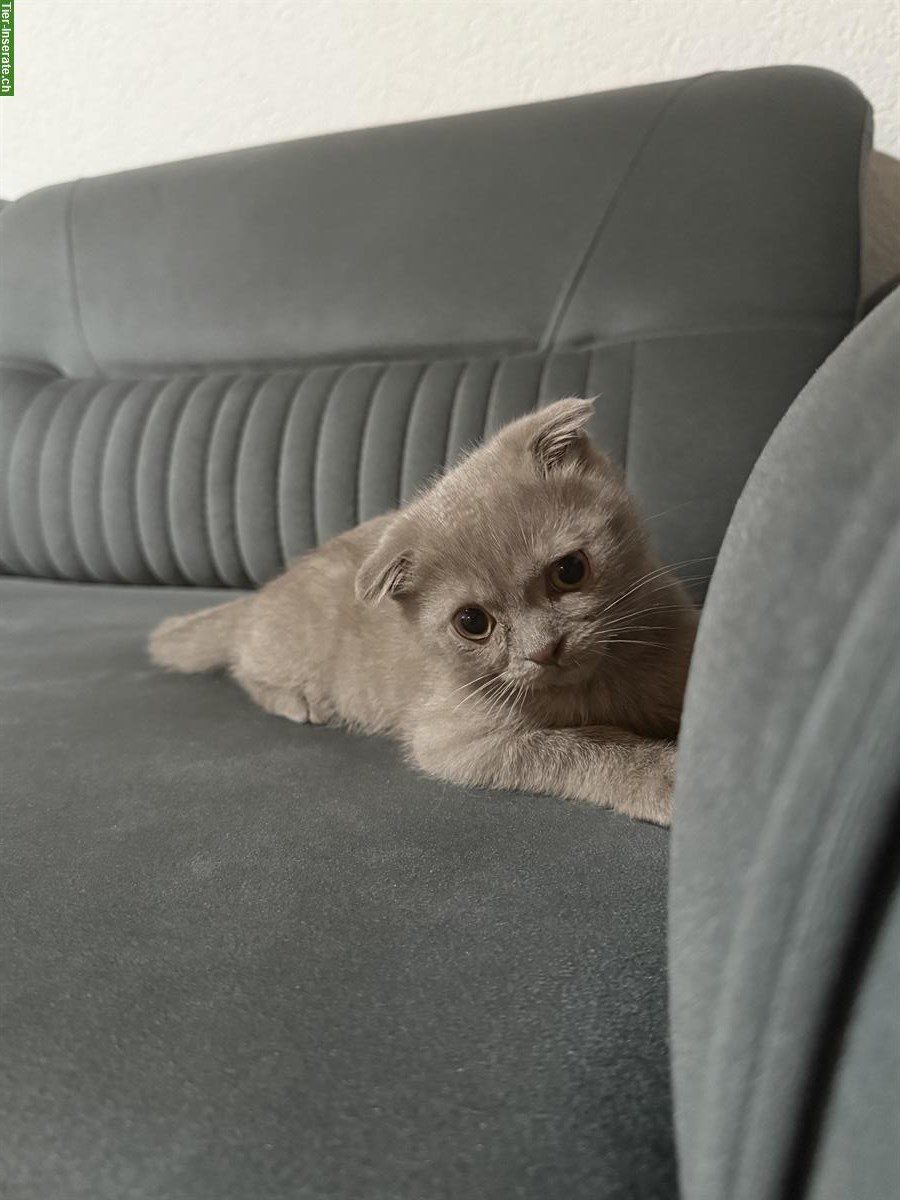 2 Katzen suchen zusammen ein warmes Zuhause ❤️
