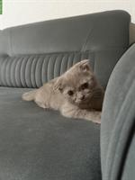 2 Katzen suchen zusammen ein warmes Zuhause ❤️