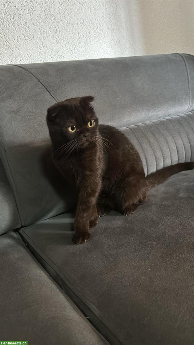 Bild 2: 2 Katzen suchen zusammen ein warmes Zuhause ❤️