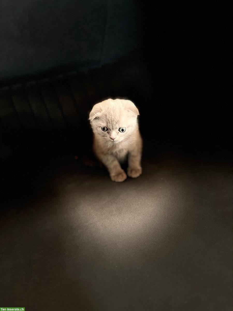 Bild 4: 2 Katzen suchen zusammen ein warmes Zuhause ❤️