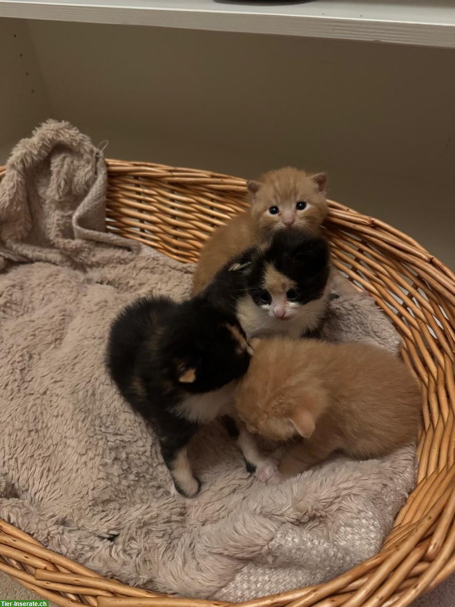 Sehr zahme Baby Katzen suchen ein Zuhause