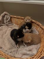 Sehr zahme Baby Katzen suchen ein Zuhause