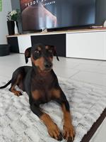 Deutscher Pinscher Rüde mit Stammbaum