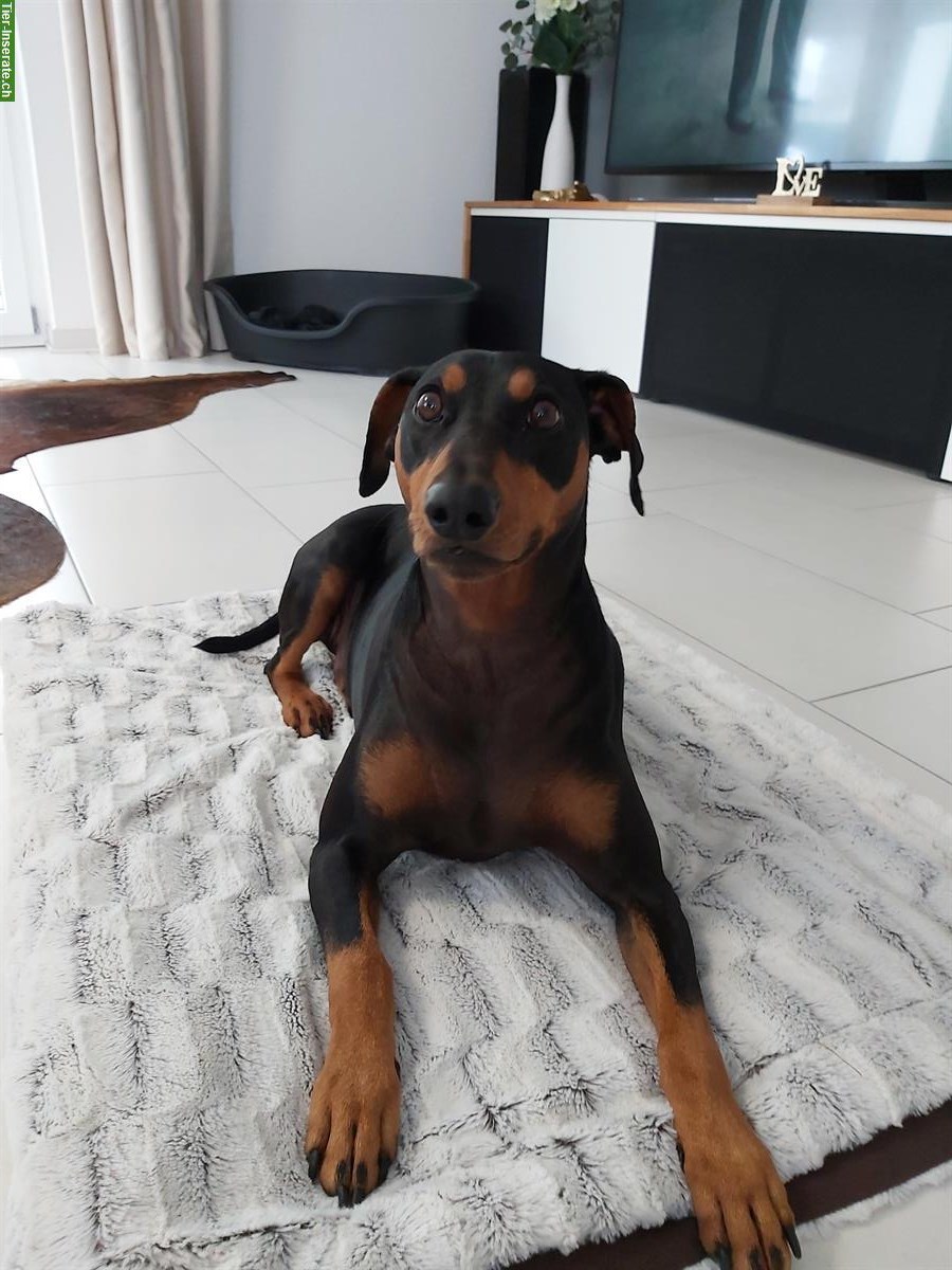 Bild 2: Deutscher Pinscher Rüde mit Stammbaum