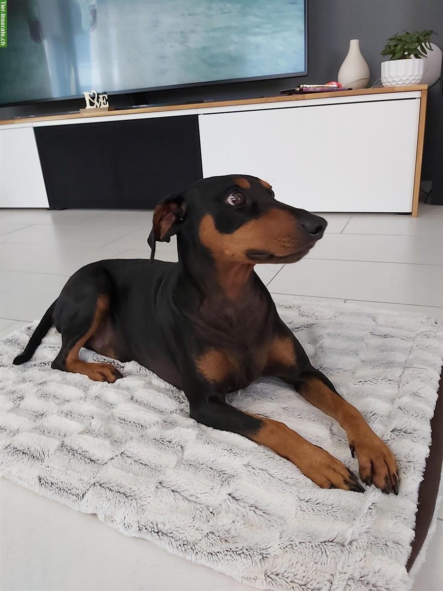 Bild 3: Deutscher Pinscher Rüde mit Stammbaum