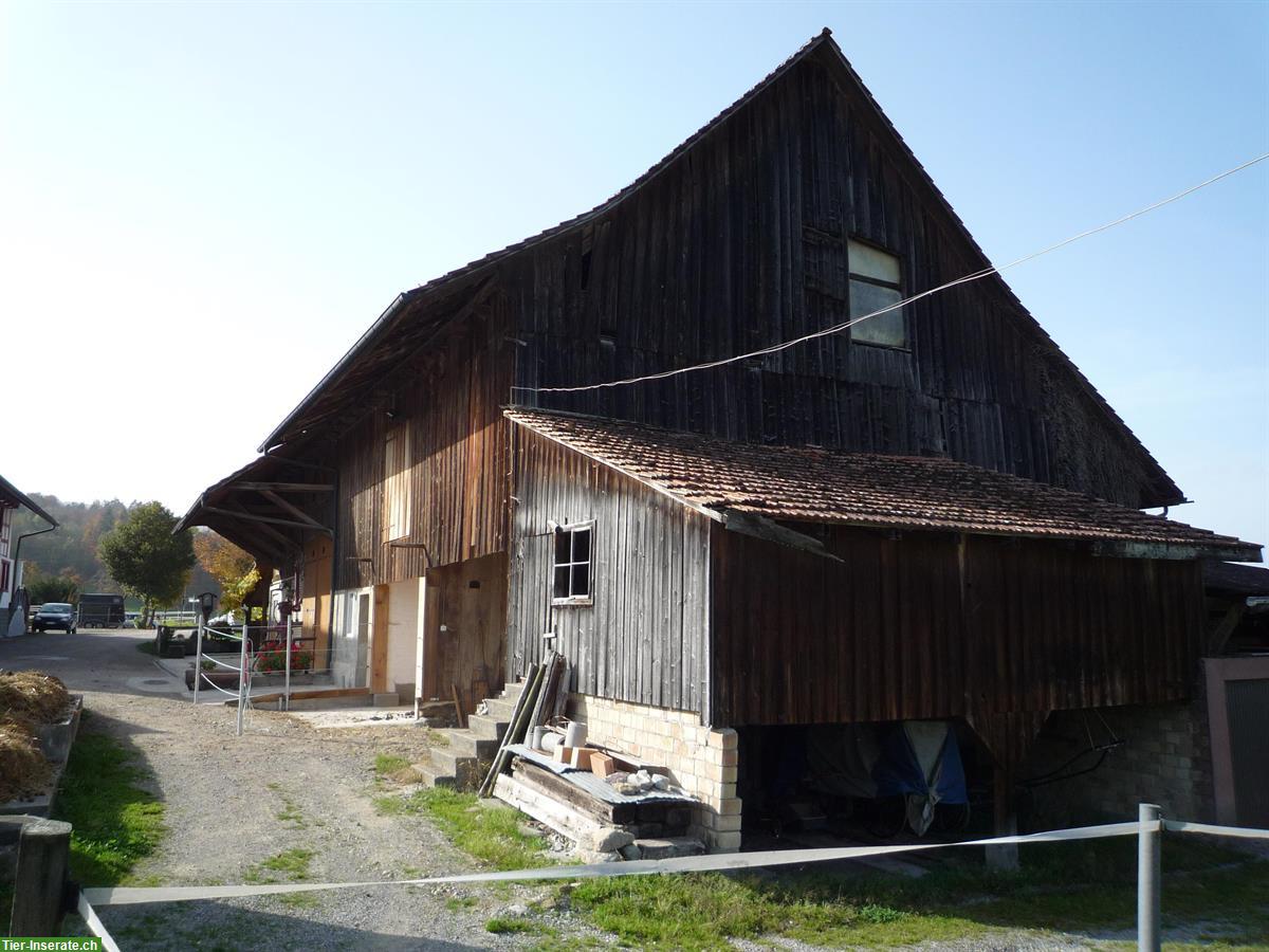 Grosszügige Auslaufboxe in Privatstall am Greifensee ZH