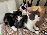 Weisse Perser x Norwegische Waldkatze Mix Kitten