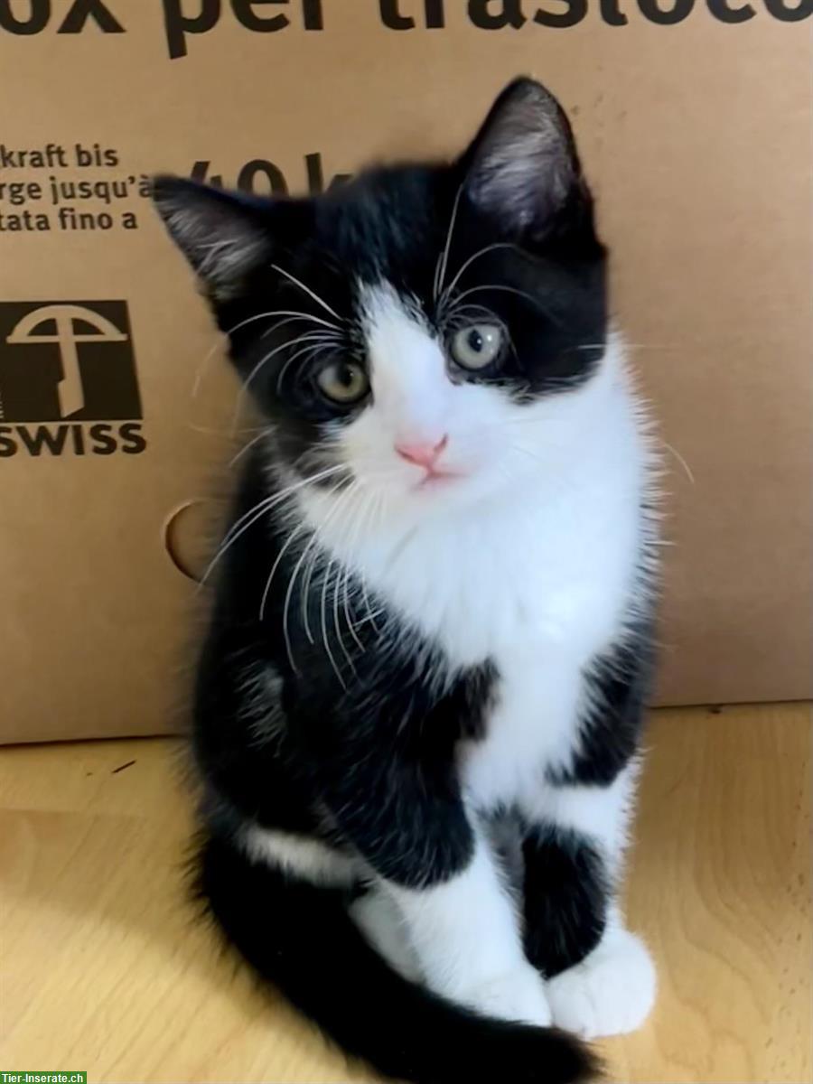 Bild 2: Weisse Perser x Norwegische Waldkatze Mix Kitten