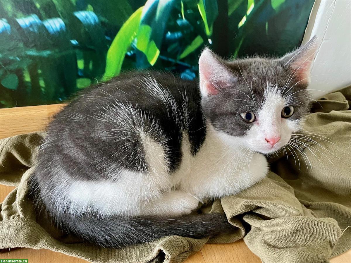 Bild 3: Weisse Perser x Norwegische Waldkatze Mix Kitten