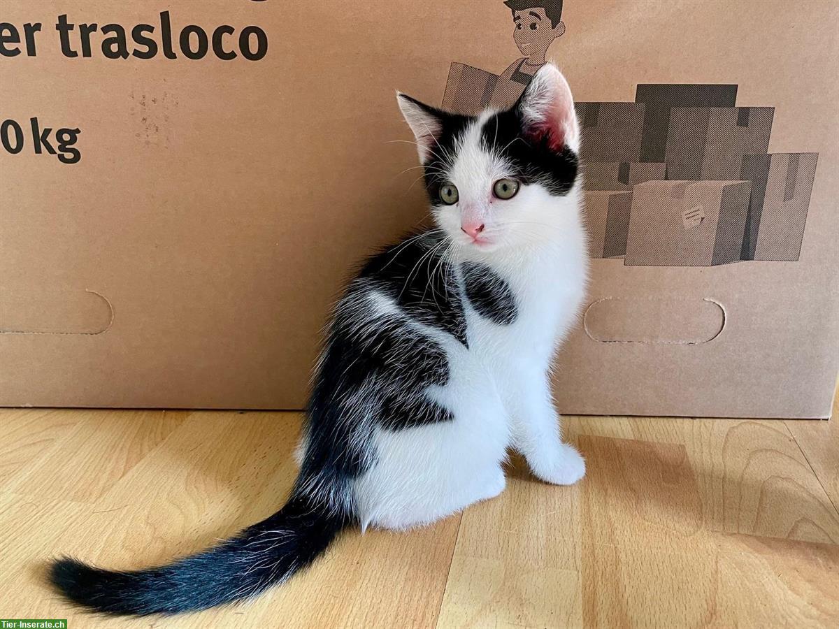 Bild 4: Weisse Perser x Norwegische Waldkatze Mix Kitten