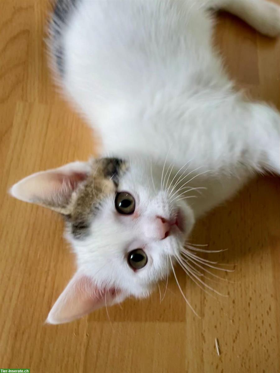 Bild 5: Weisse Perser x Norwegische Waldkatze Mix Kitten