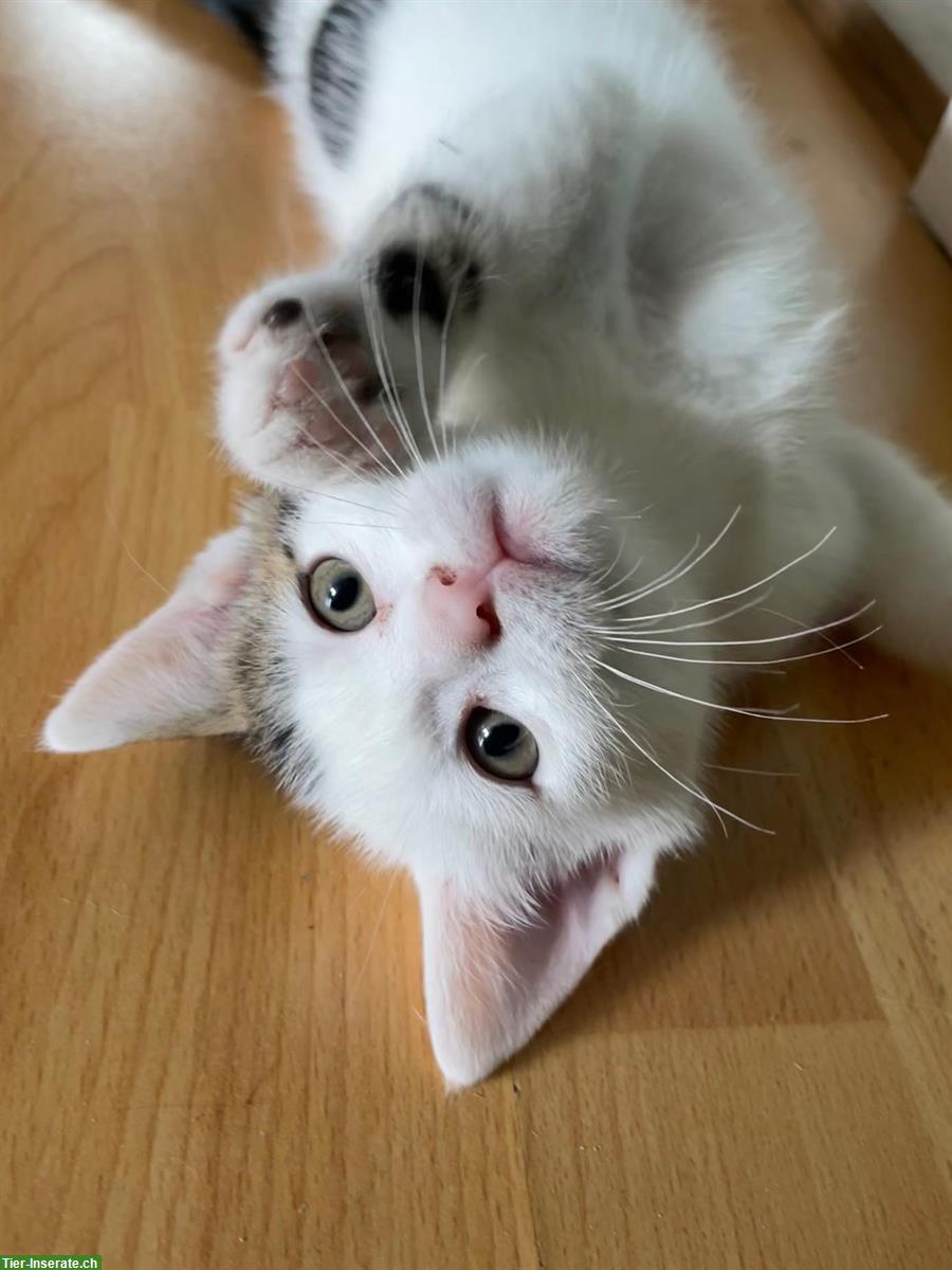 Bild 6: Weisse Perser x Norwegische Waldkatze Mix Kitten