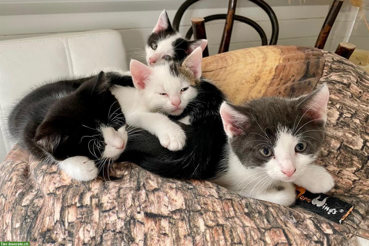 Bild 7: Weisse Perser x Norwegische Waldkatze Mix Kitten