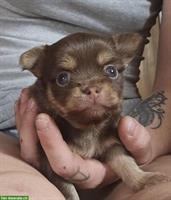Chihuahua Welpen, Schoko-Tan Rüde