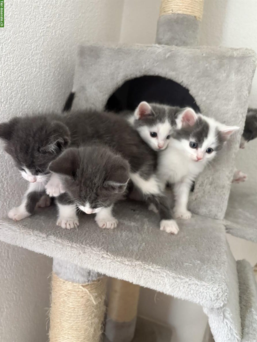 Babykatzen suchen neues Daheim