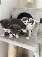 Babykatzen suchen neues Daheim