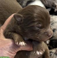 Mini Australian Shepherd Welpen suchen Familie