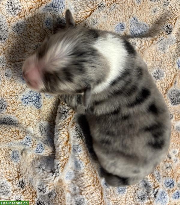 Bild 2: Mini Australian Shepherd Welpen suchen Familie