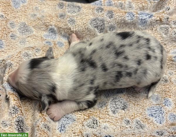 Bild 4: Mini Australian Shepherd Welpen suchen Familie