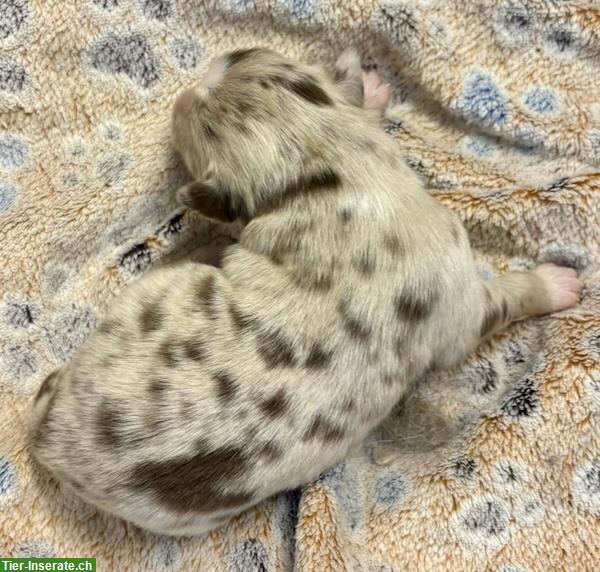Bild 5: Mini Australian Shepherd Welpen suchen Familie
