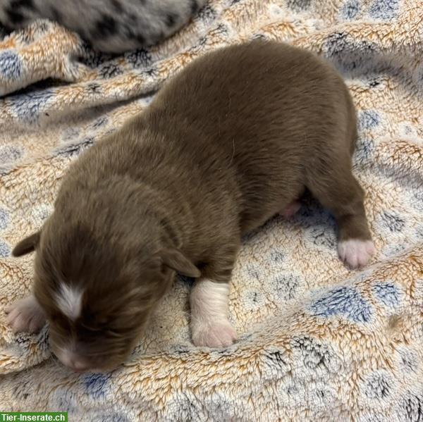 Bild 6: Mini Australian Shepherd Welpen suchen Familie