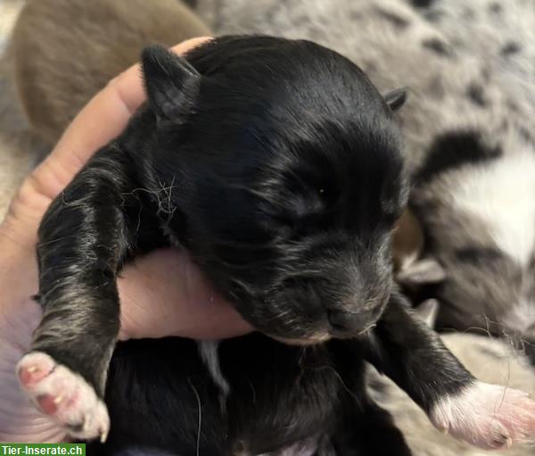 Bild 7: Mini Australian Shepherd Welpen suchen Familie