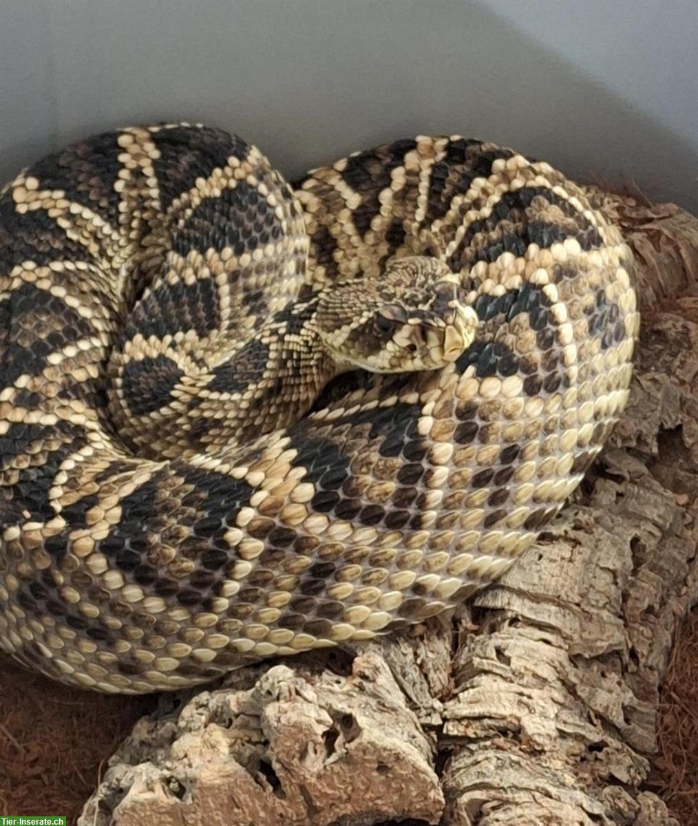 1.0 Diamant-Klapperschlange (Crotalus adamanteus)