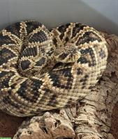 1.0 Diamant-Klapperschlange (Crotalus adamanteus)