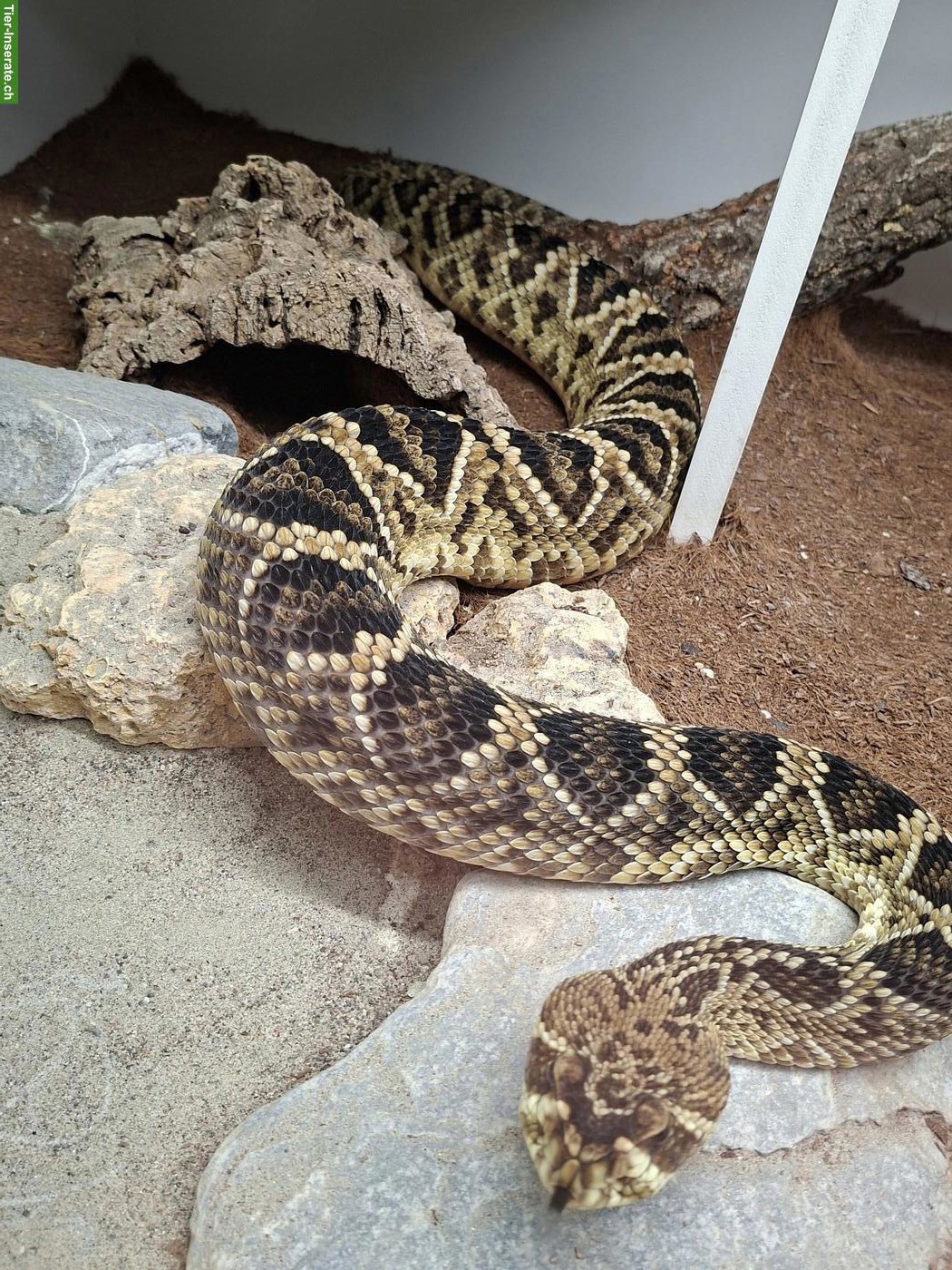 Bild 2: 1.0 Diamant-Klapperschlange, Crotalus adamanteus