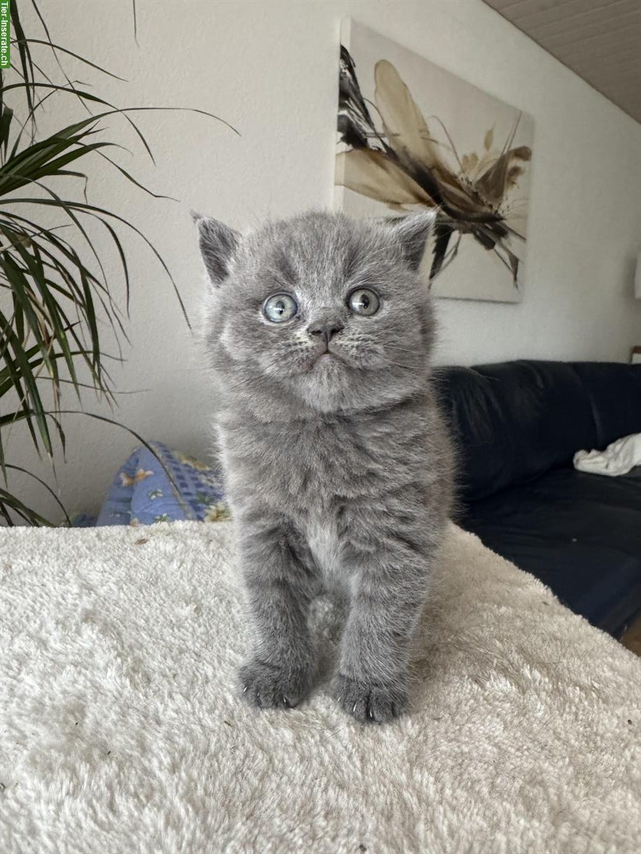 BKH Kitten Weibchen und Männchen zu verkaufen