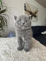 BKH Kitten Weibchen und Männchen zu verkaufen