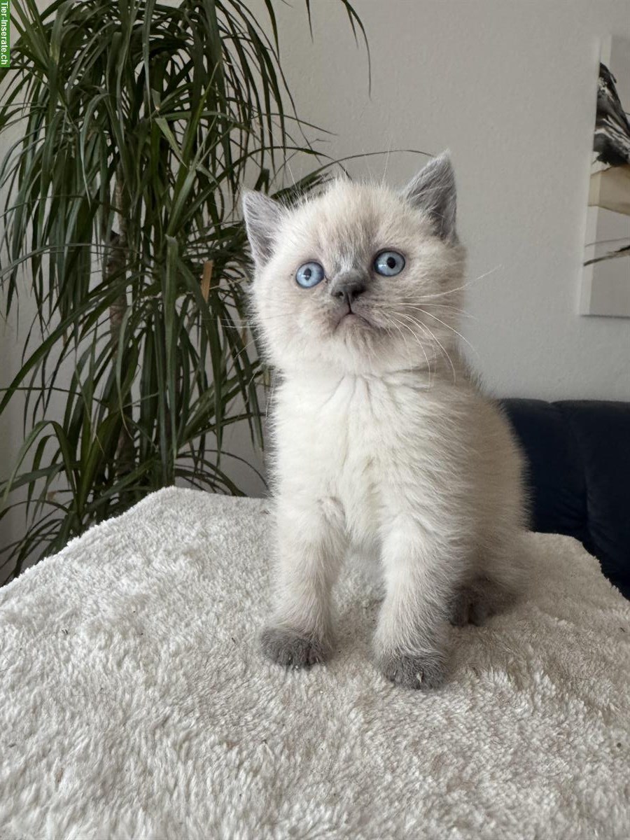 Bild 2: BKH Kitten Weibchen und Männchen zu verkaufen