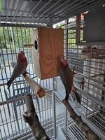Rosakakadu Pärchen, Eolophus roseicapilla, auch mit Käfig