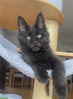 Verschmuste Maine Coon Kitten suchen liebes Zuhause