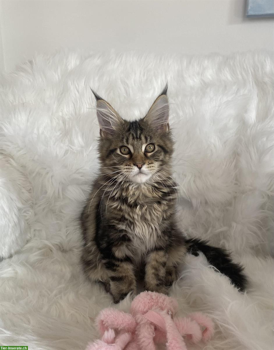 Bild 2: Verschmuste Maine Coon Kitten suchen liebes Zuhause