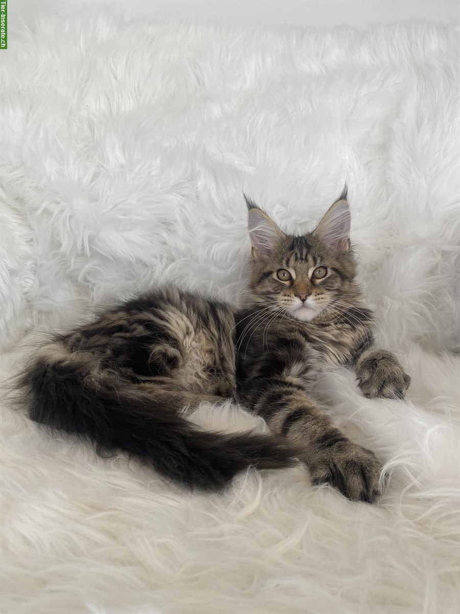 Bild 3: Verschmuste Maine Coon Kitten suchen liebes Zuhause