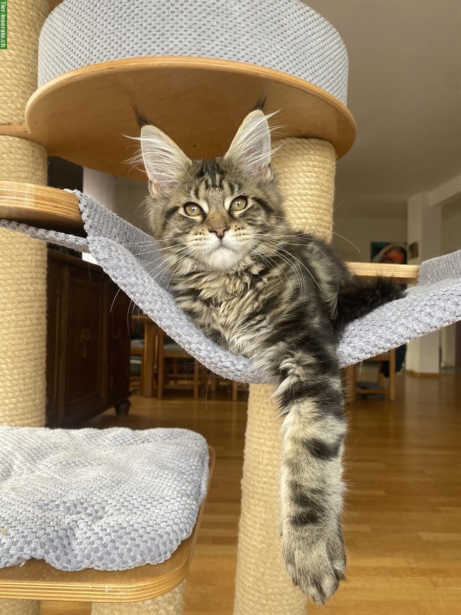 Bild 4: Verschmuste Maine Coon Kitten suchen liebes Zuhause
