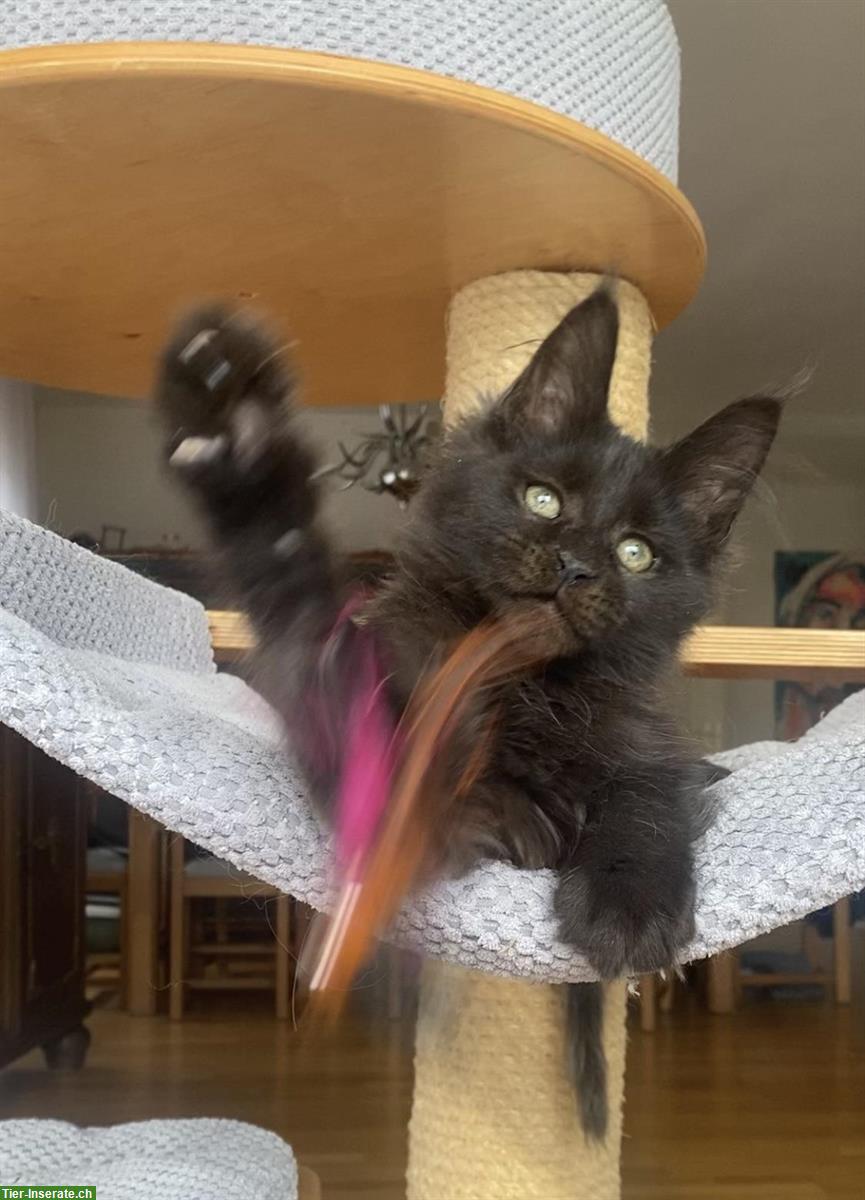 Bild 5: Verschmuste Maine Coon Kitten suchen liebes Zuhause
