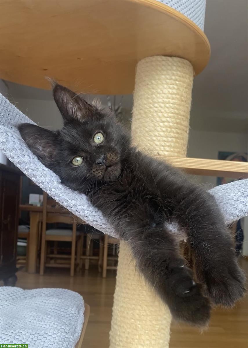 Bild 6: Verschmuste Maine Coon Kitten suchen liebes Zuhause